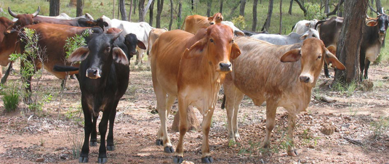 Ngatjan QLD Melbourne Accountant